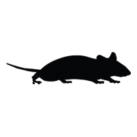 Default image of mouse